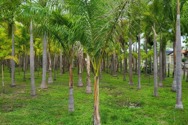 Se vende casa con plantación en nueva gorgona, chame