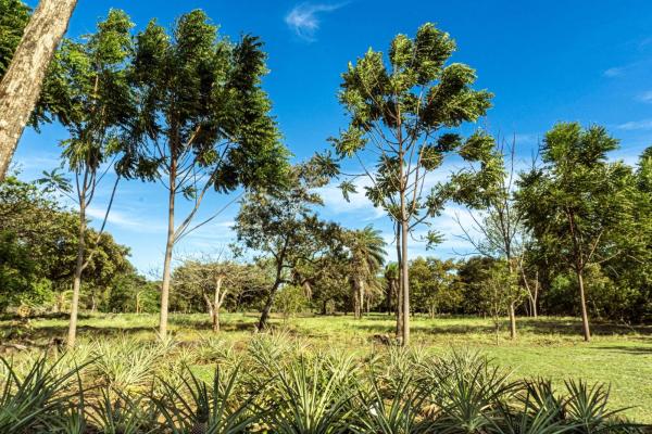Potrerillos panamá terreno de inversión