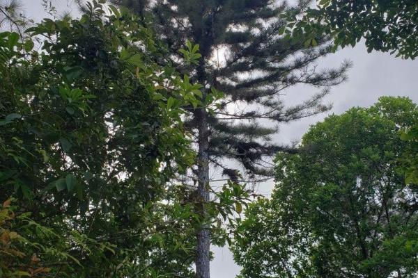 Land for sale in colon, buena vista, el giral
