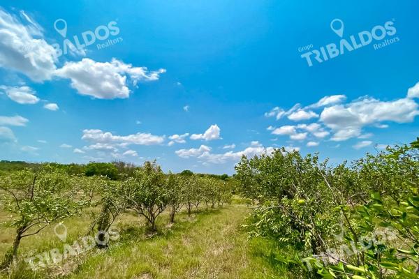 Venta de finca en antón cloclé