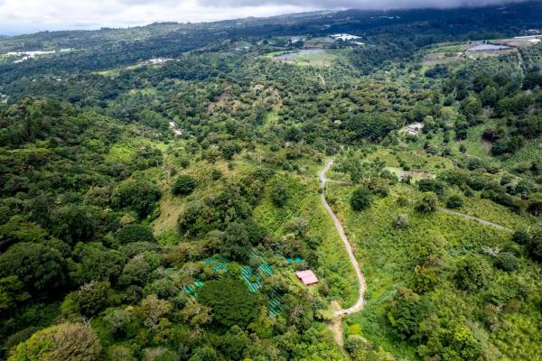12 plus - ha producing coffee farm in boquete