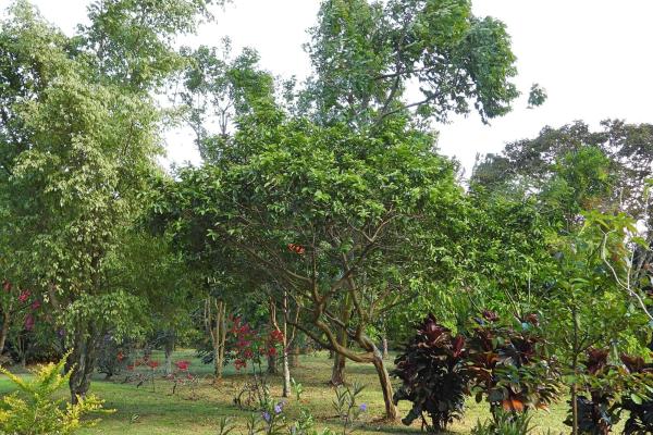 Finca campestre con múltiples edificaciones en palmira