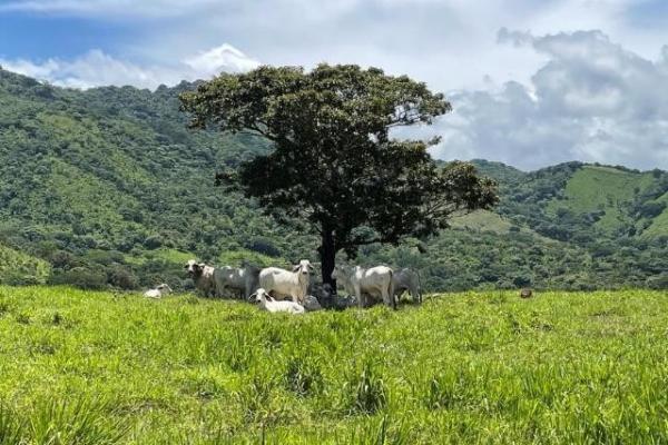 Fincas ganaderas en chame