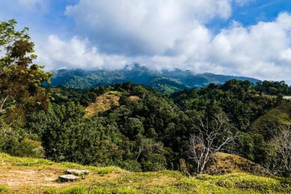 Finca cafetalera en venta en potrerillos arriba