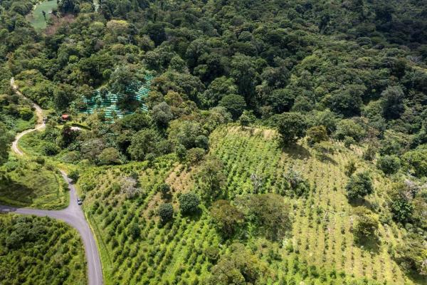12 plus - ha producing coffee farm in boquete