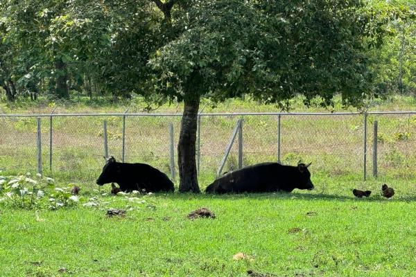 Beautiful 4.5 ha farm in el chirú, antón