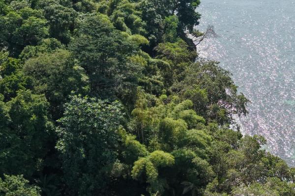 Vista de ensueño del mar y la jungla de drago