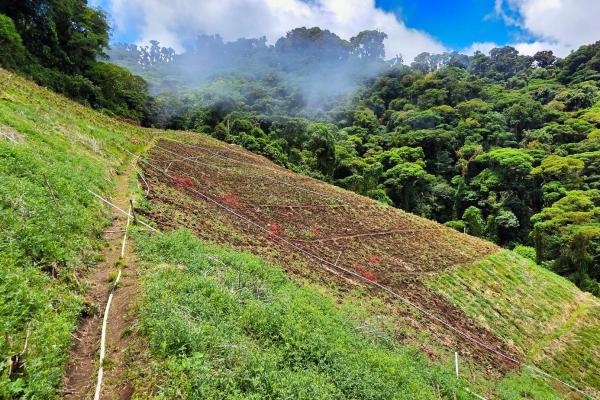 Finca agrícola en venta – cerro punta, chiriquí