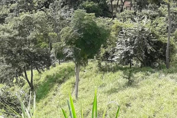 Finca de 68 hectareas en chicá, panama oeste