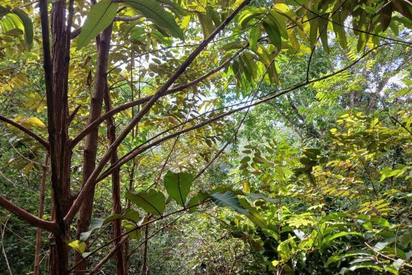 Sale of land 116 acres in san miguel, pacora river