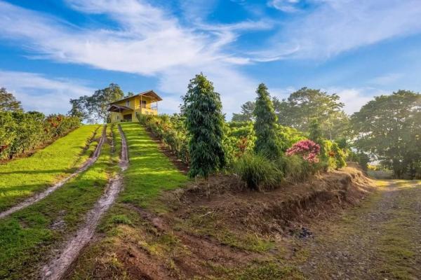 Coffee farm for sale in el cascajal, la pintada