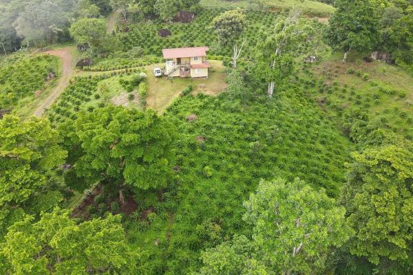Coffee farm for sale in el cascajal, la pintada