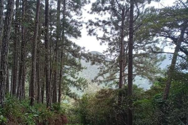 22 hectares within altos del maria with views