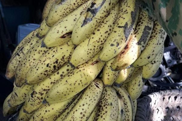 Finca de 68 hectareas en chicá, panama oeste