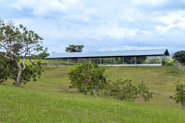 Farm for sale with improvements in san carlos