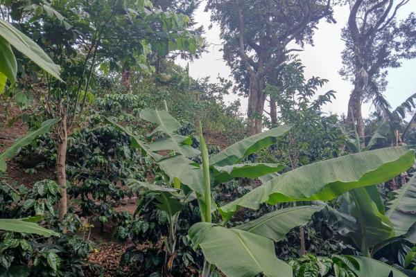 Cabaña con vistas al volcán barú en venta en jaramillo