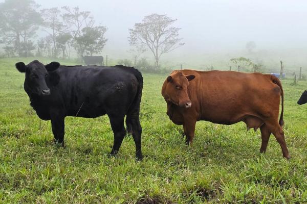 96.10 hectare in boquerón, las monjas