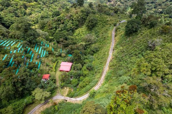 12 plus - ha producing coffee farm in boquete