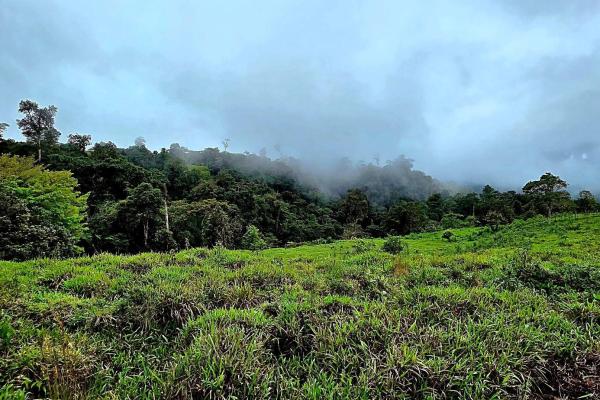 96.10 hectare in boquerón, las monjas