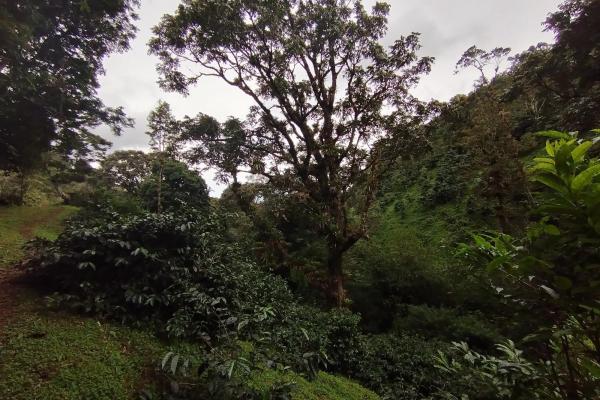 Award winner coffee farm