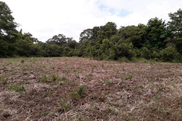 Terreno 69 hectareas en puerto armuelles, limones oportunidad de inversión