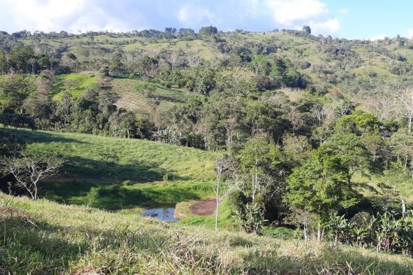 Finca agrícola en venta en renacimiento, monte lirio, palmarito.