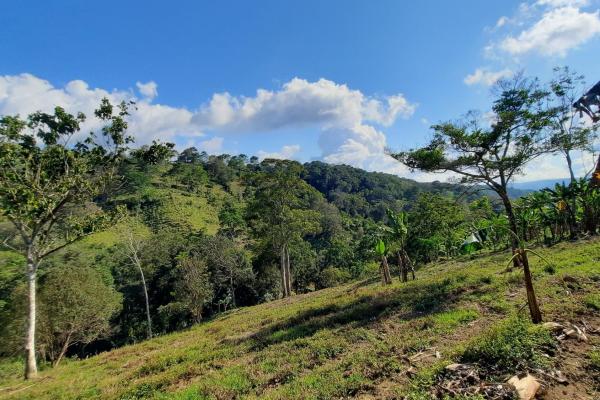 Finca agrícola en venta en renacimiento, monte lirio, palmarito.
