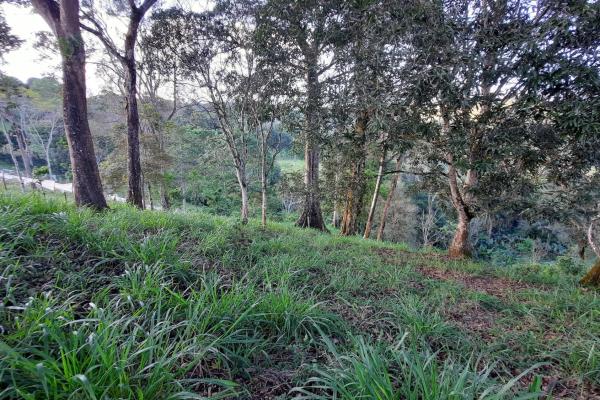 Finca agrícola en venta en renacimiento, monte lirio, palmarito.