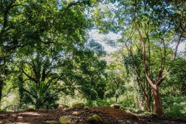 Expansive land for sale in las lomas, david
