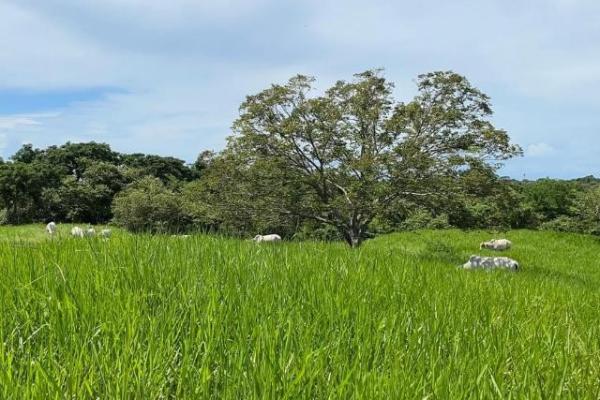 Fincas ganaderas en chame