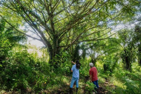 Expansive land for sale in las lomas, david
