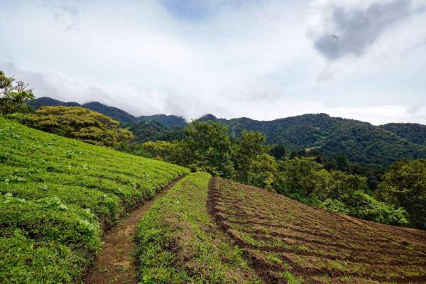Tierras montañosas en boquete, panamá