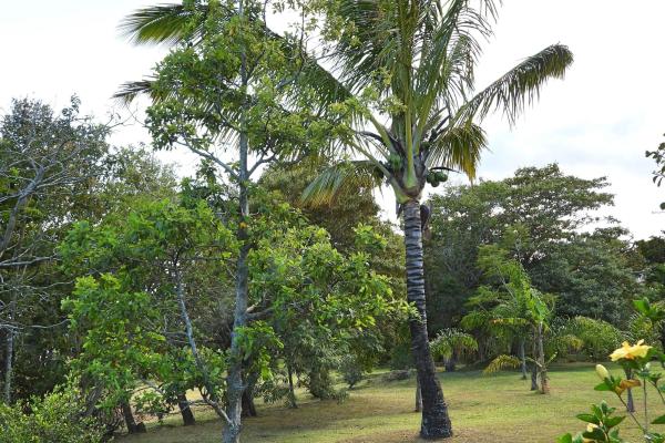 Finca campestre con múltiples edificaciones en palmira