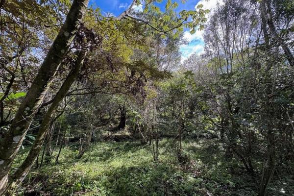 Spacious 9,229 m² flat lot in alto boquete