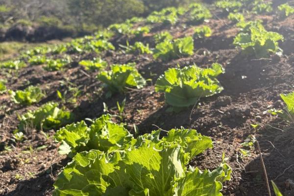 Venta de finca agroindustrial en volcan