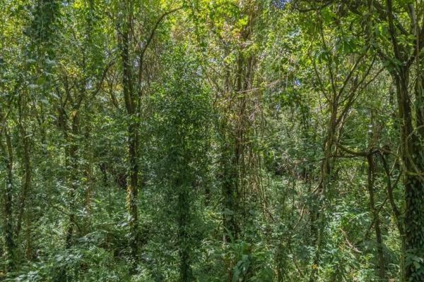 Casa nueva en la jungla en venta en torio