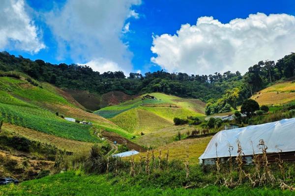 Finca agrícola en venta – cerro punta, chiriquí