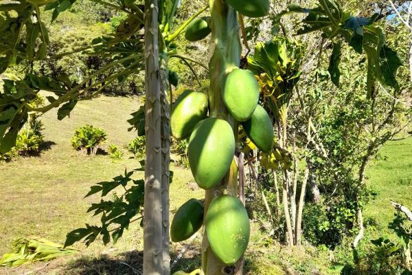 Prime volcán lot for sale