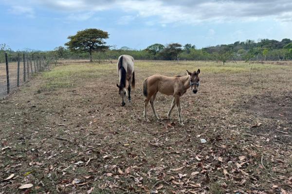 Beautiful 4.5 ha farm in el chirú, antón