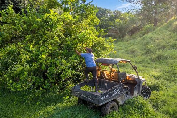 Se vende finca ganadera de 55 hectáreas en colón