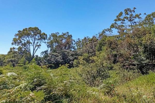 22 hectares with creek and mountain views