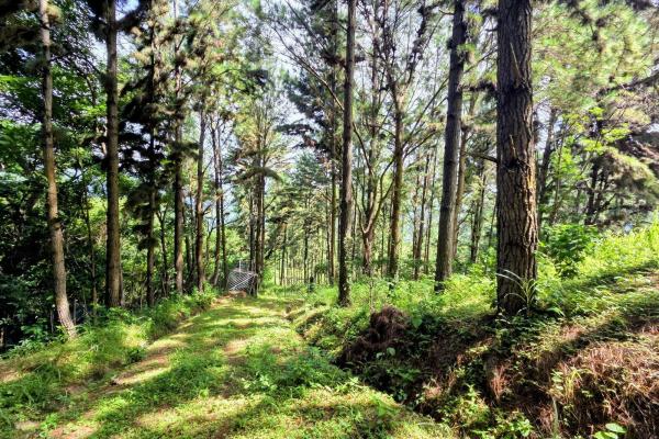 Land for sale in sorá chame