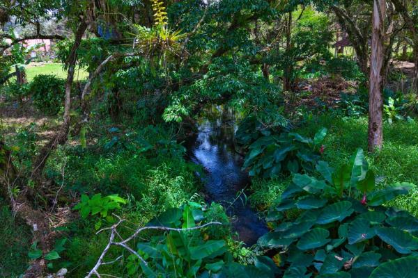 Land with a natural creek