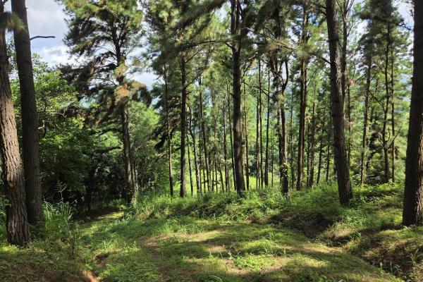 Land for sale in sorá chame