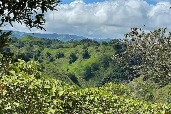 Venta finca la primavera de 98.4ha_guavito, bugaba chiriquí