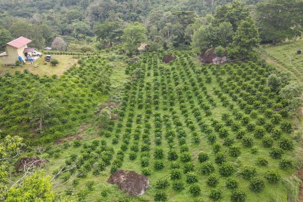 Coffee farm for sale in el cascajal, la pintada