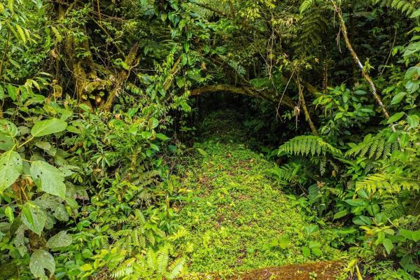 Land with natural forest and mountain views