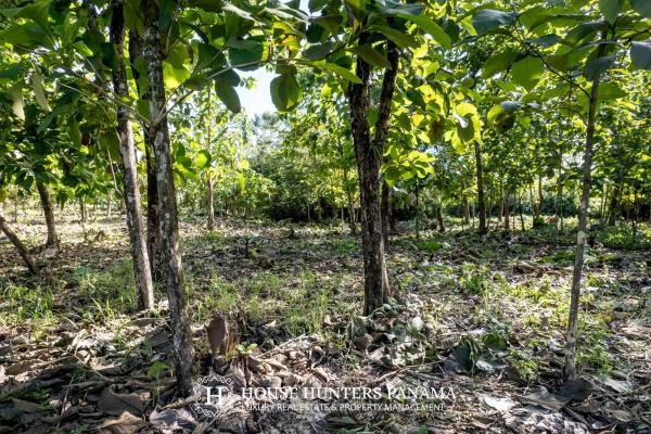 Terreno urbanizable de 11 hectáreas en venta - bagalá, panamá