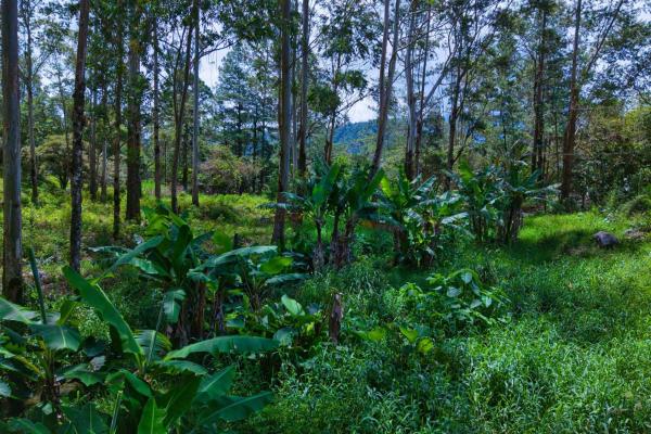 Land with a natural creek