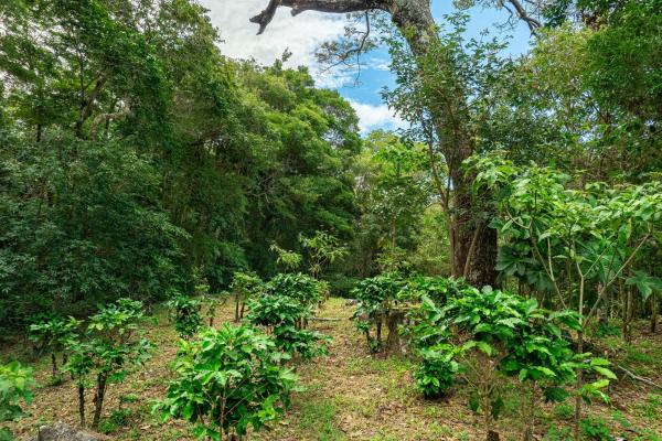 Terrenos de inversión en boquete, panamá